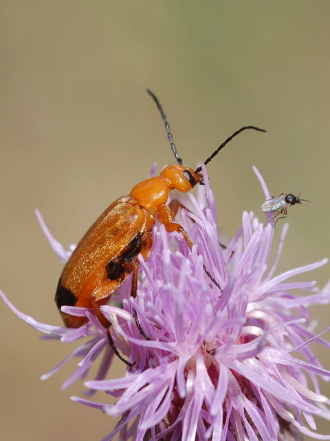 Meloidae - Zonitis flava